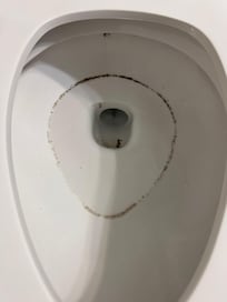 Mold ring in the toilet