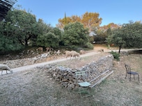 Moutons du soir, bonsoir