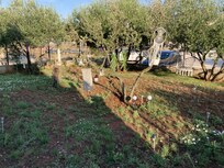 The garden