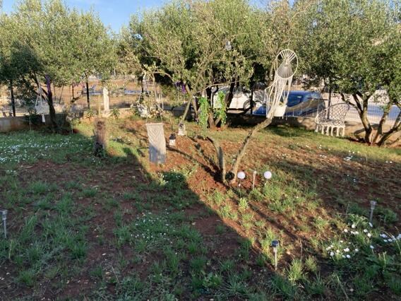 The garden