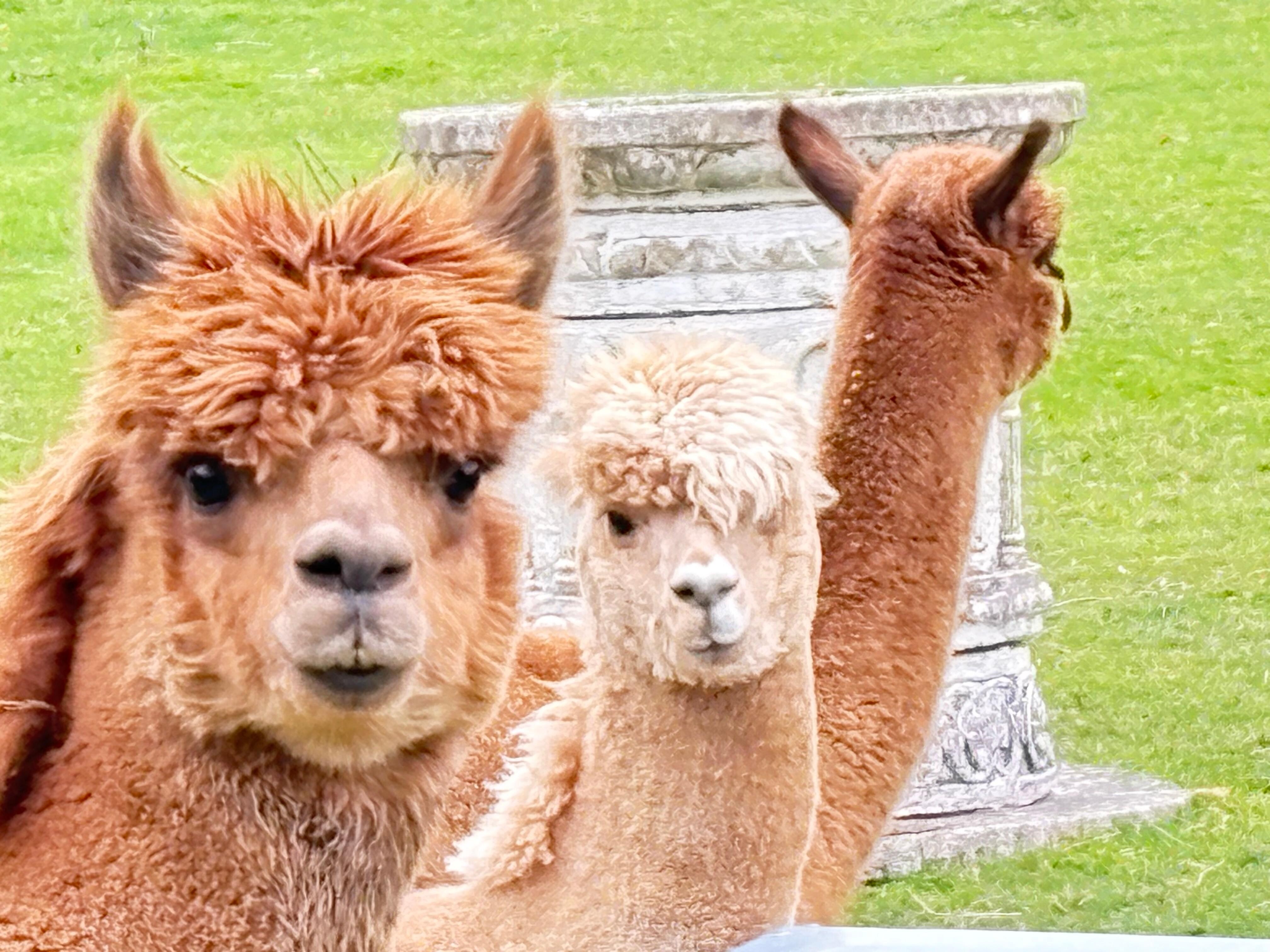 Alpaca residents in field opposite cottage.  An added bonus
