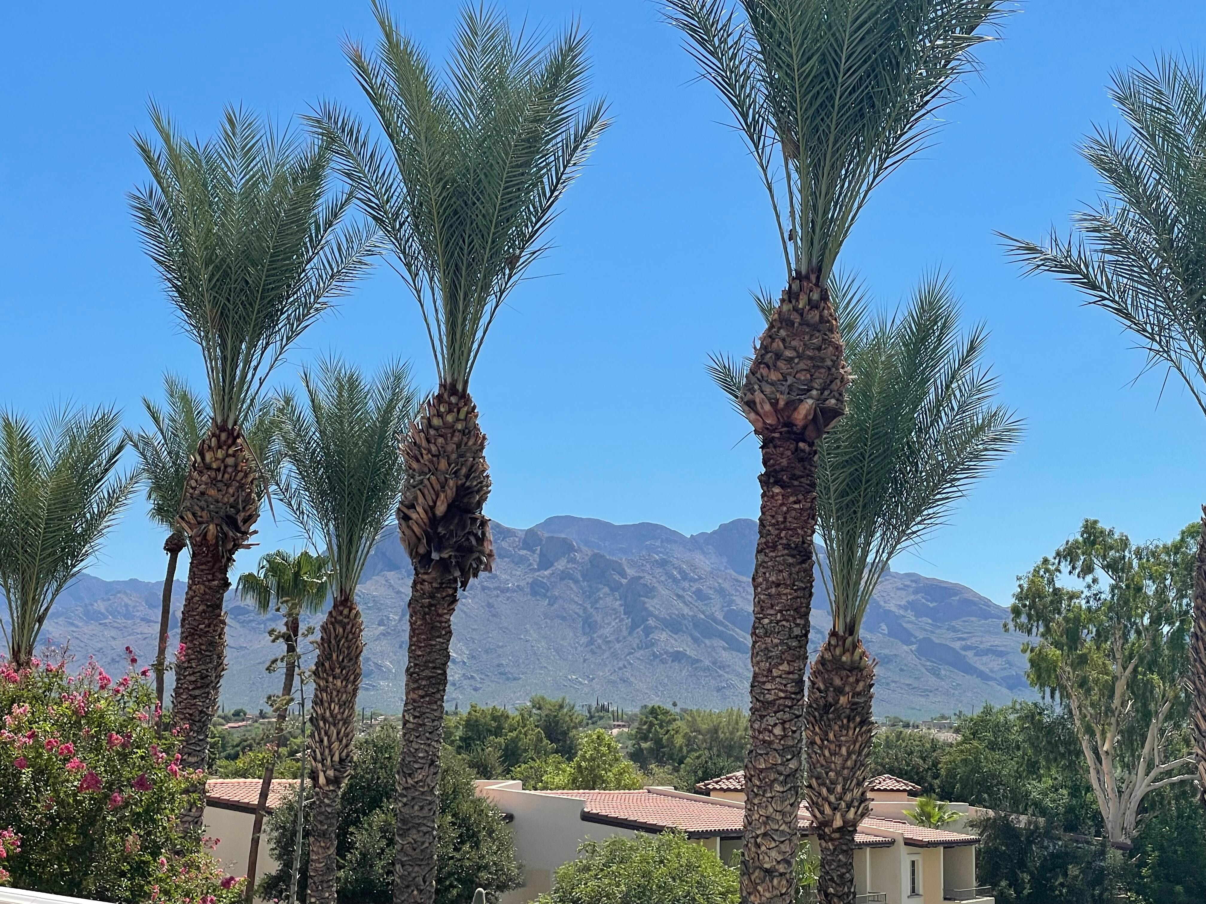 Lovely view from hotel outdoor lounge area. 