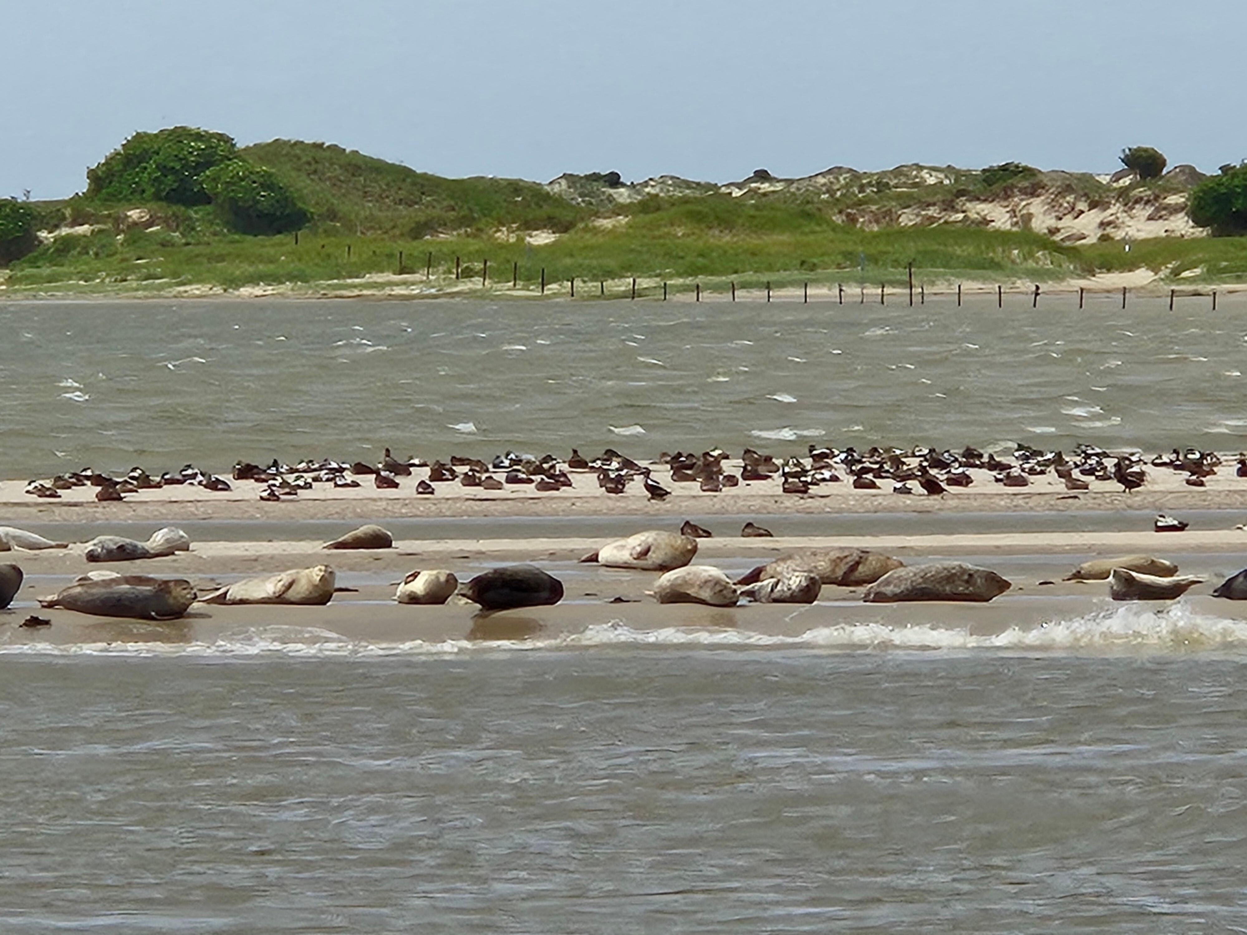 Seehundbank vor Norderney