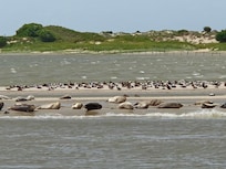 Seehundbank vor Norderney