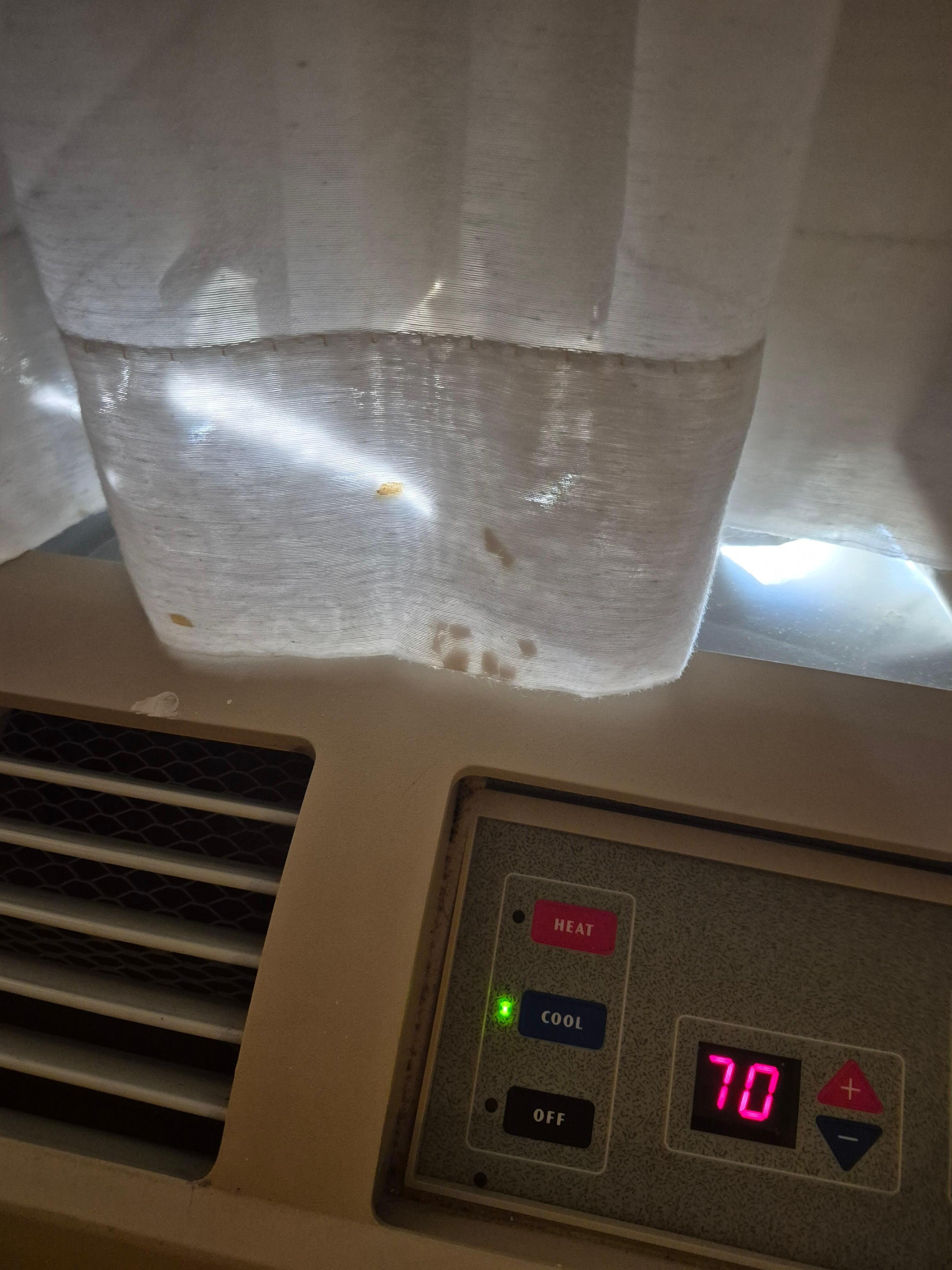 Dead bugs in the curtains 