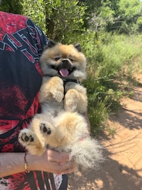 Oso