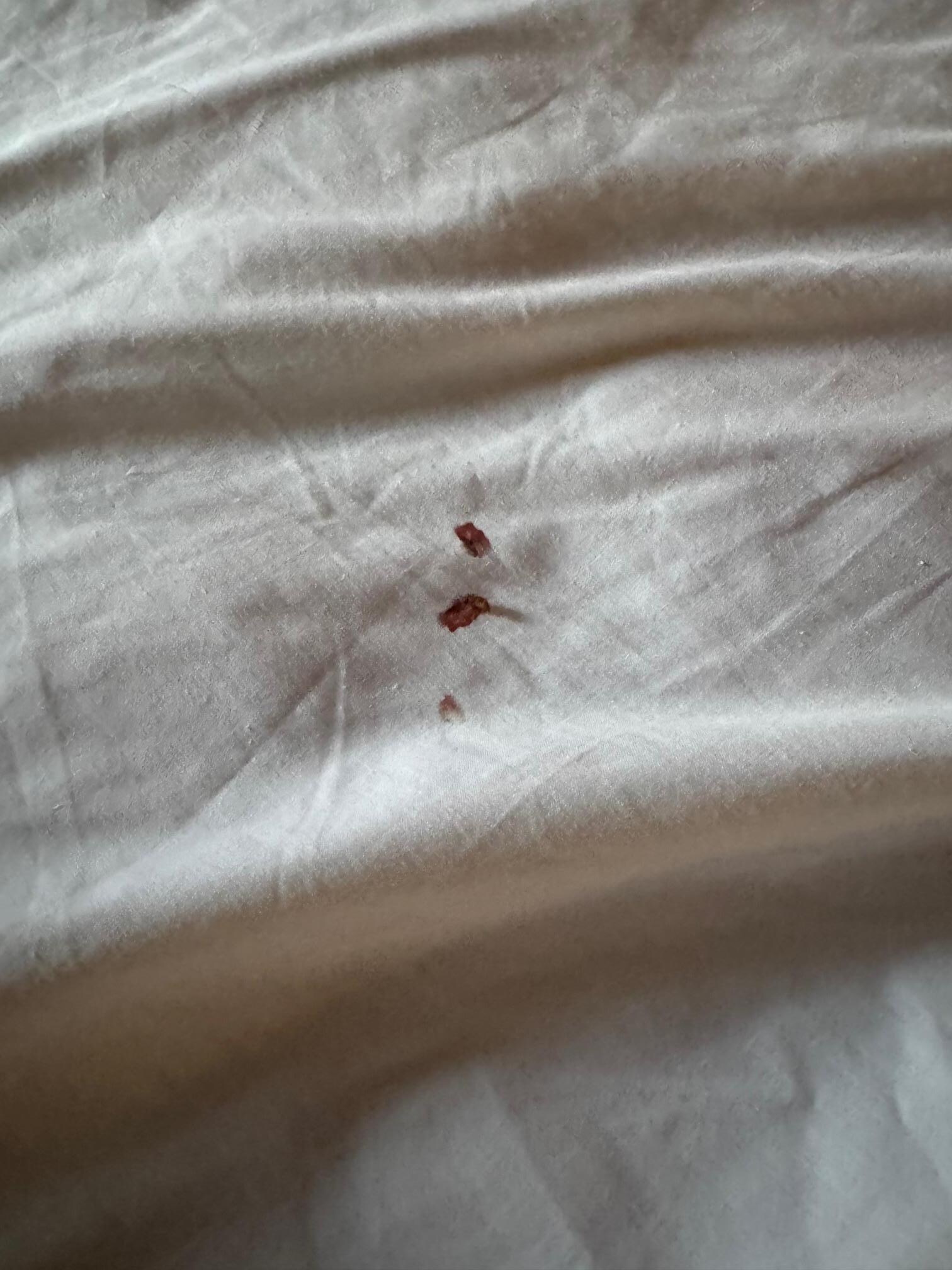 Squished bug