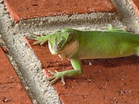 Our visitor