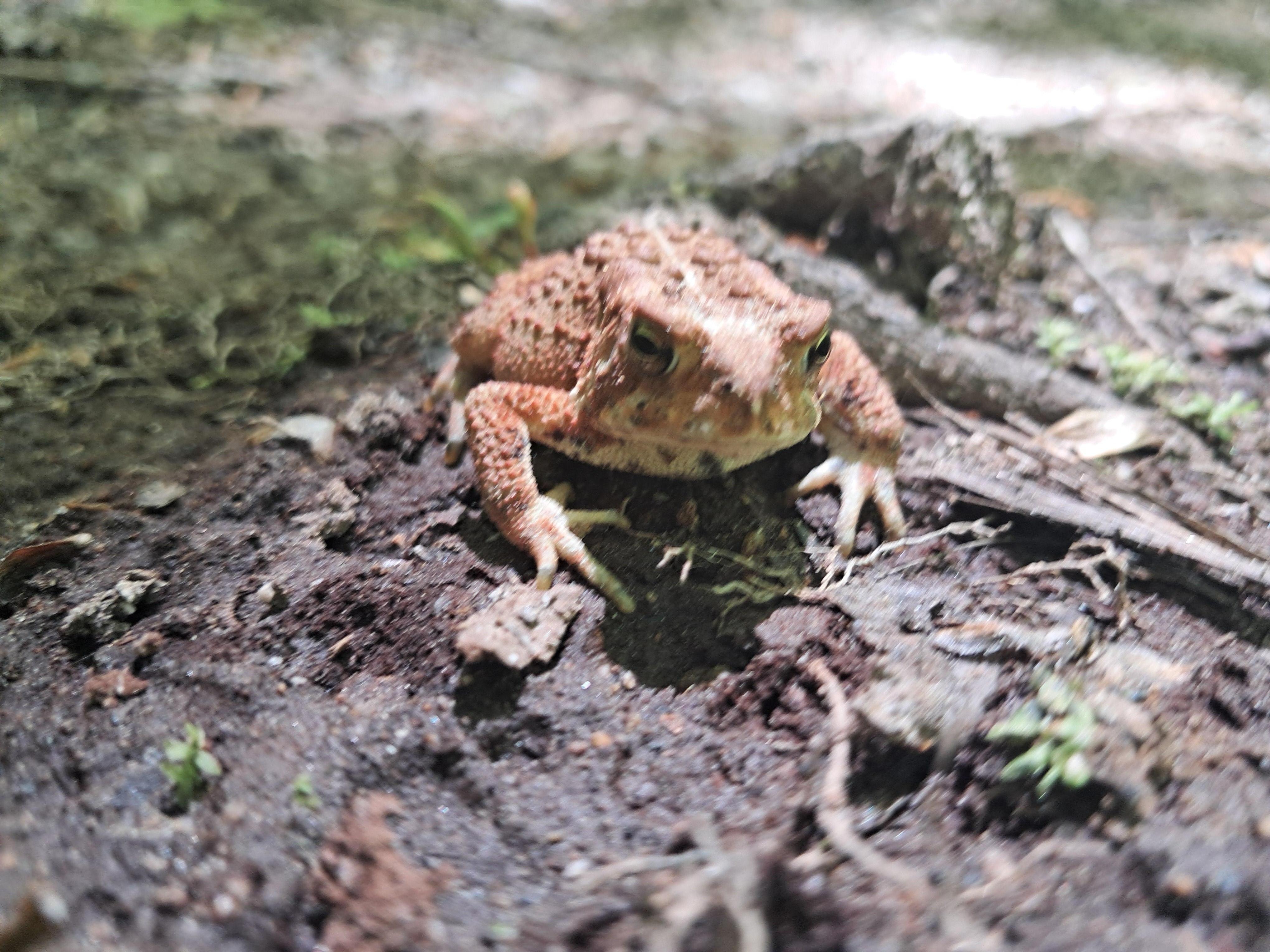 Local critter enjoying Air Line trail