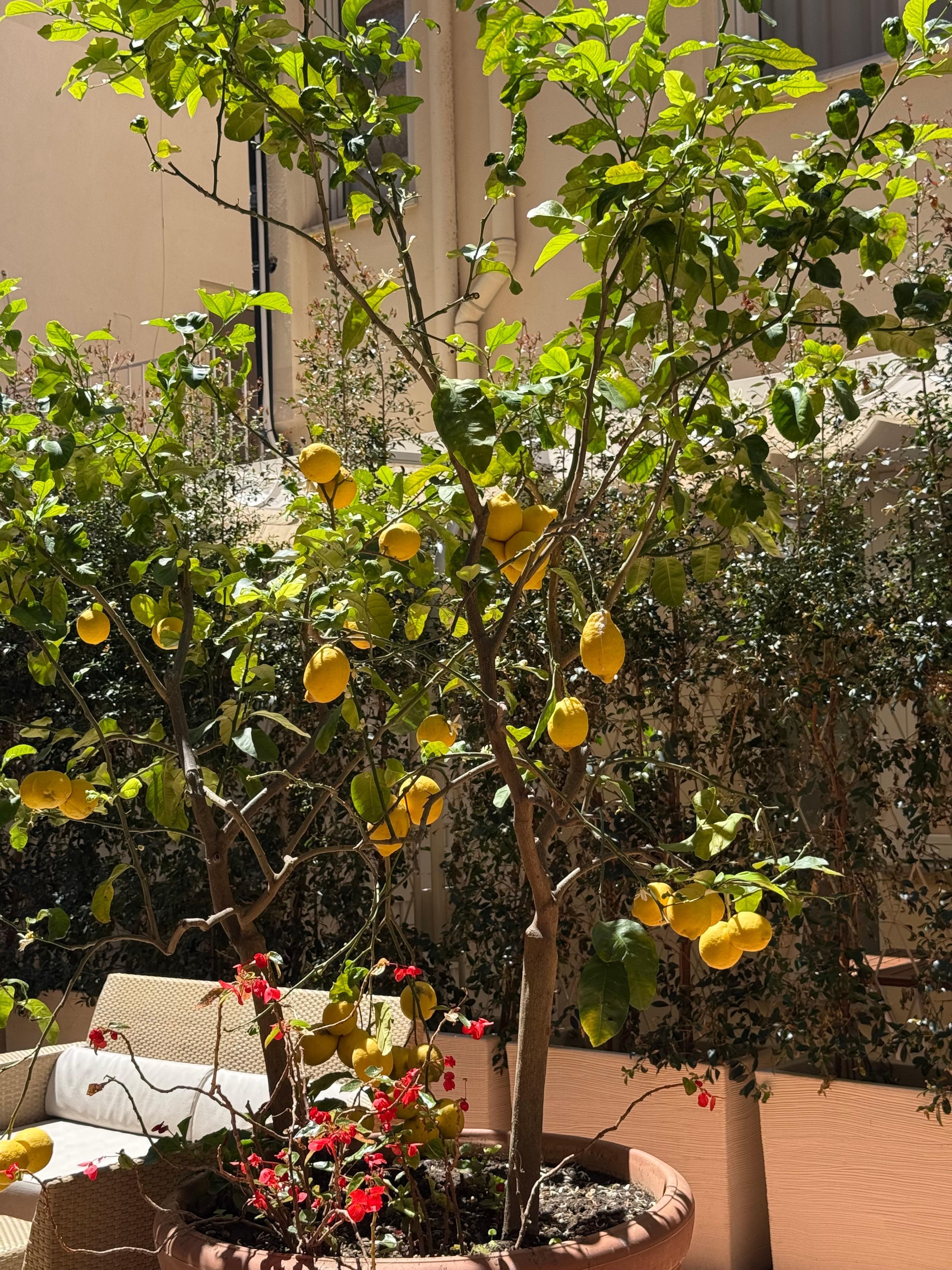 Lemon trees on another patio.