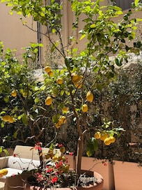 Lemon trees on another patio.