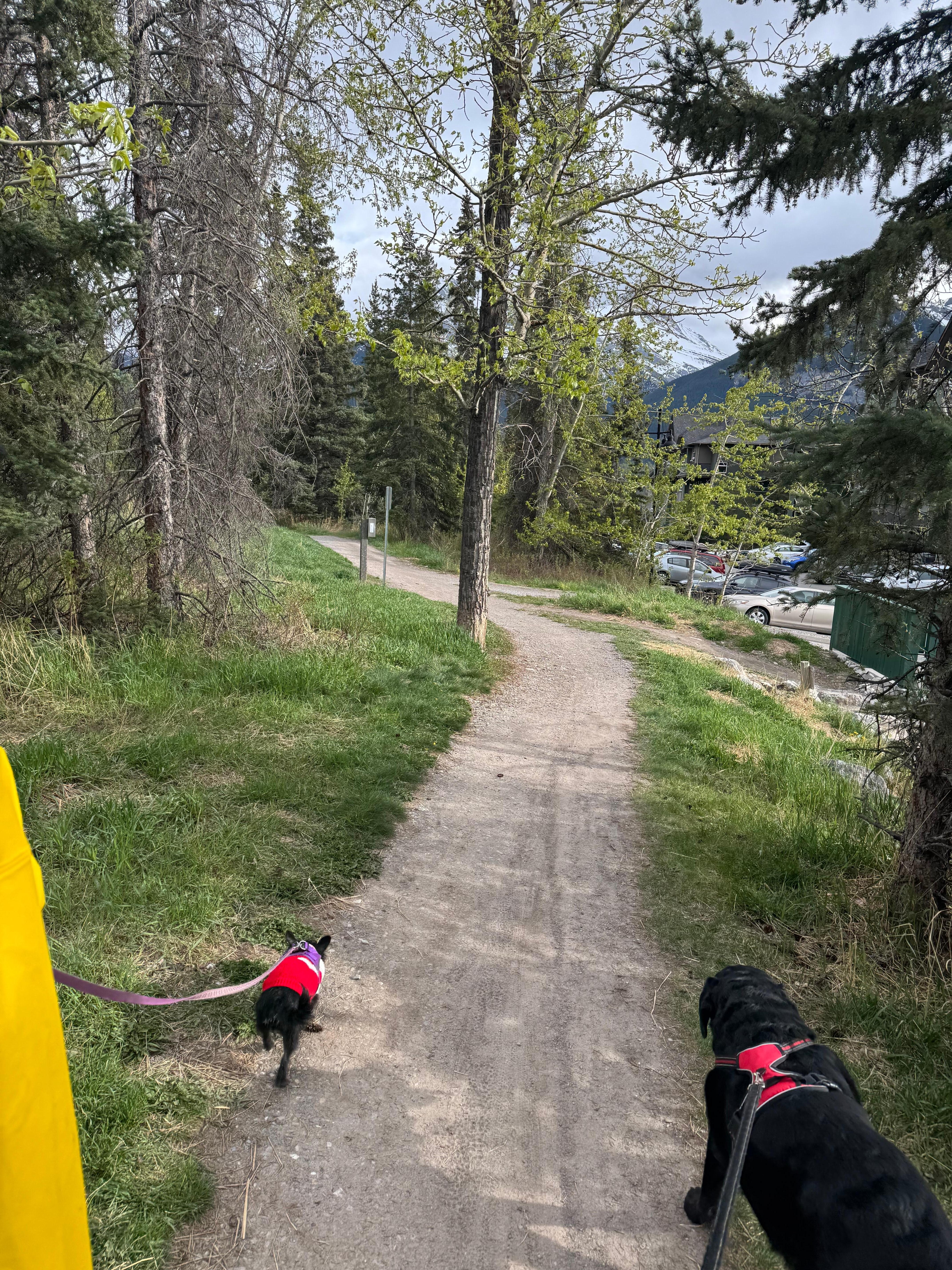 Walking our dogs on path behind condo