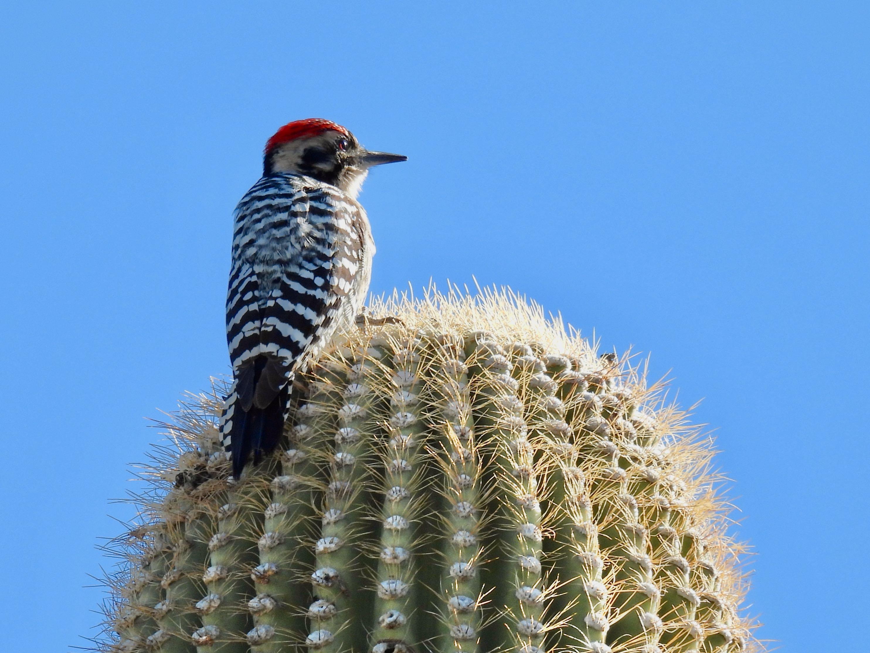 Ladder-backed Woodpecker