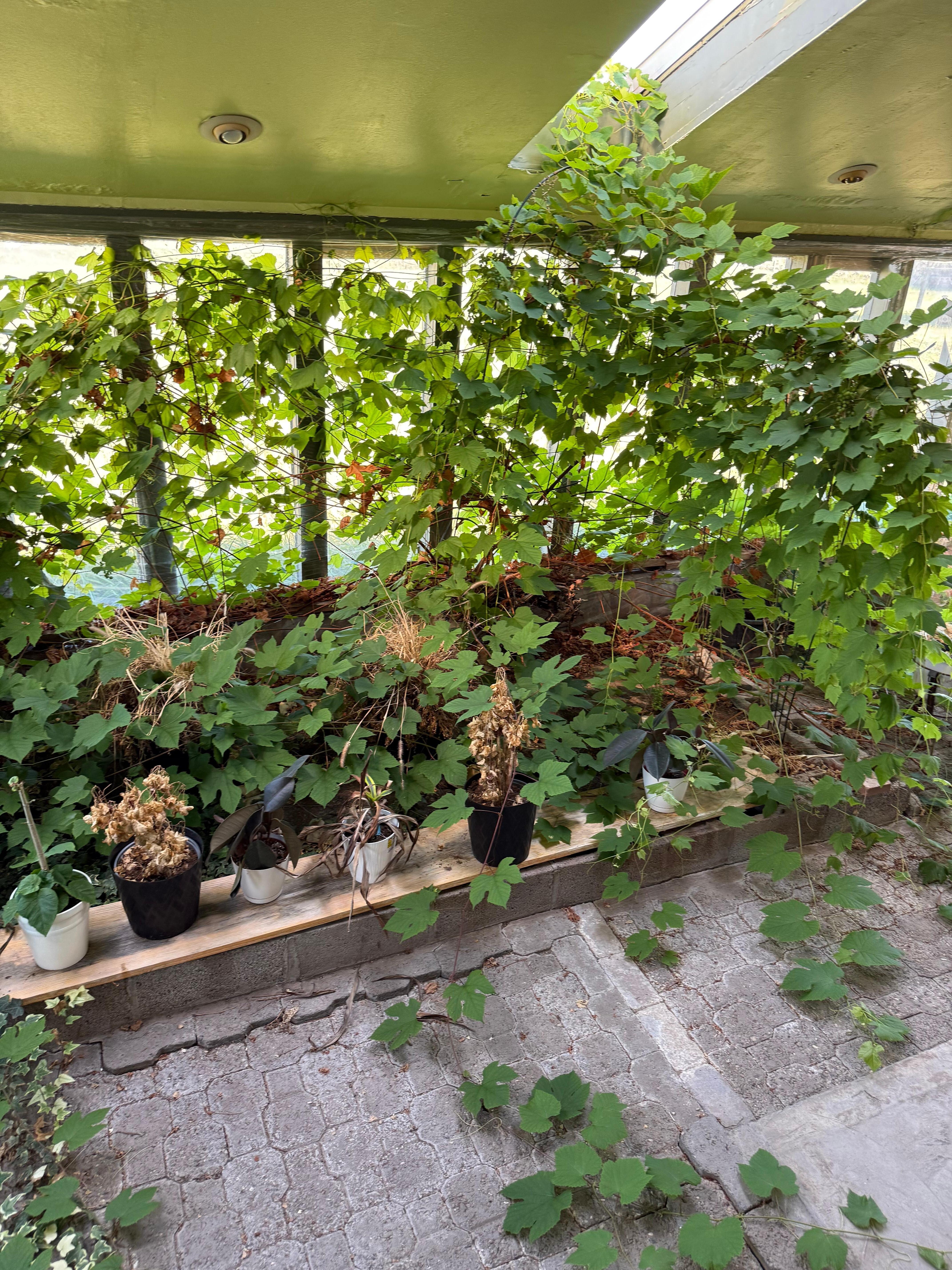 Overgrown