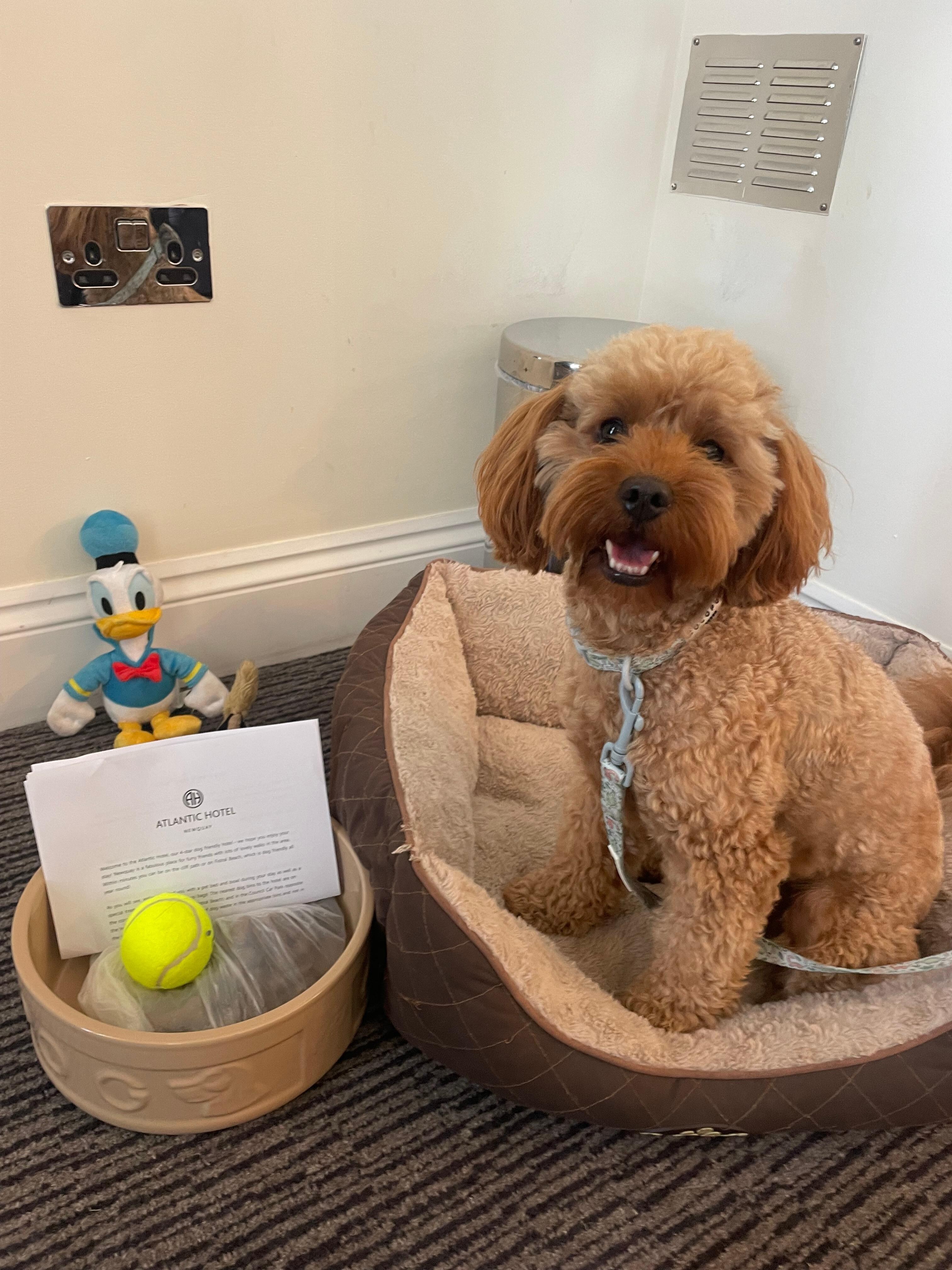 Dog bed, bowl, tennis ball and biscuits all provided