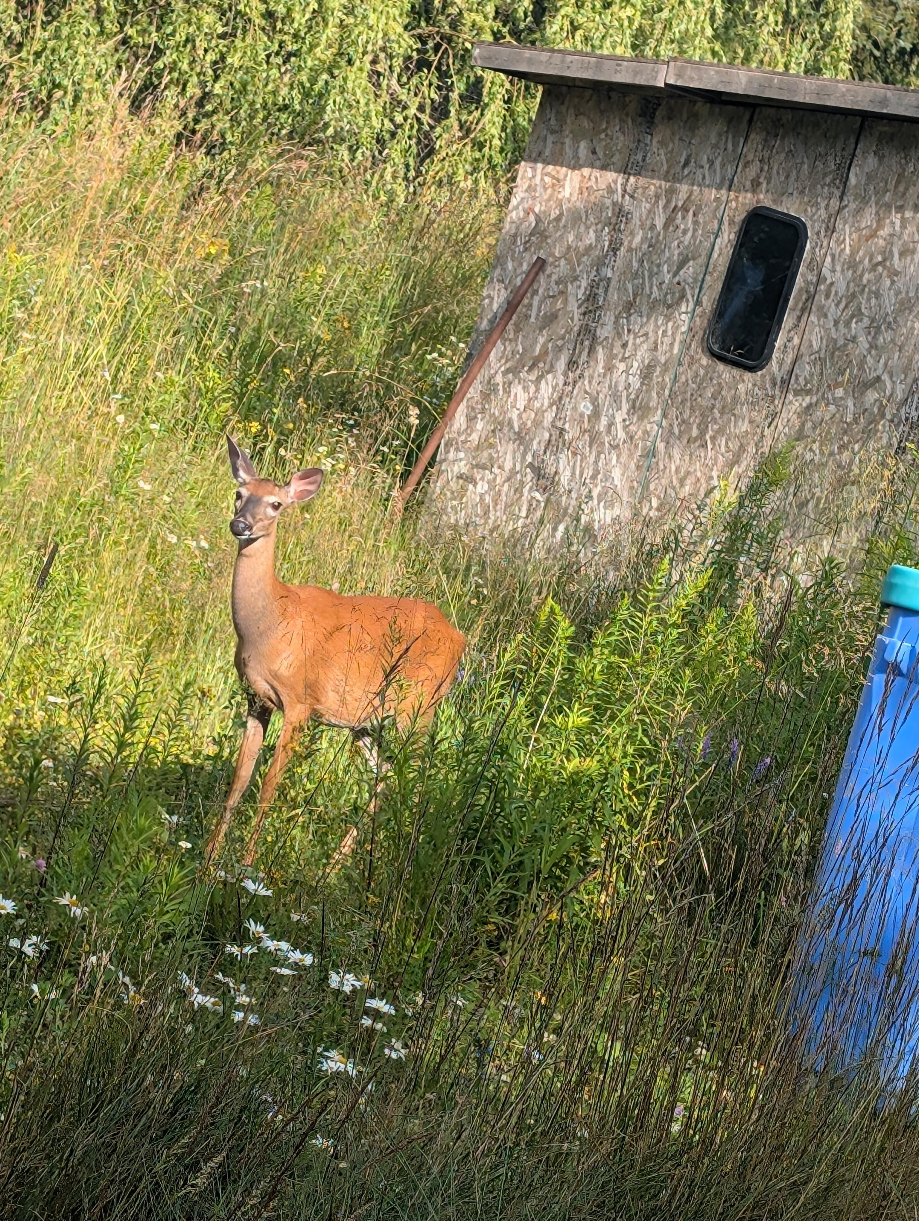 The visitors 