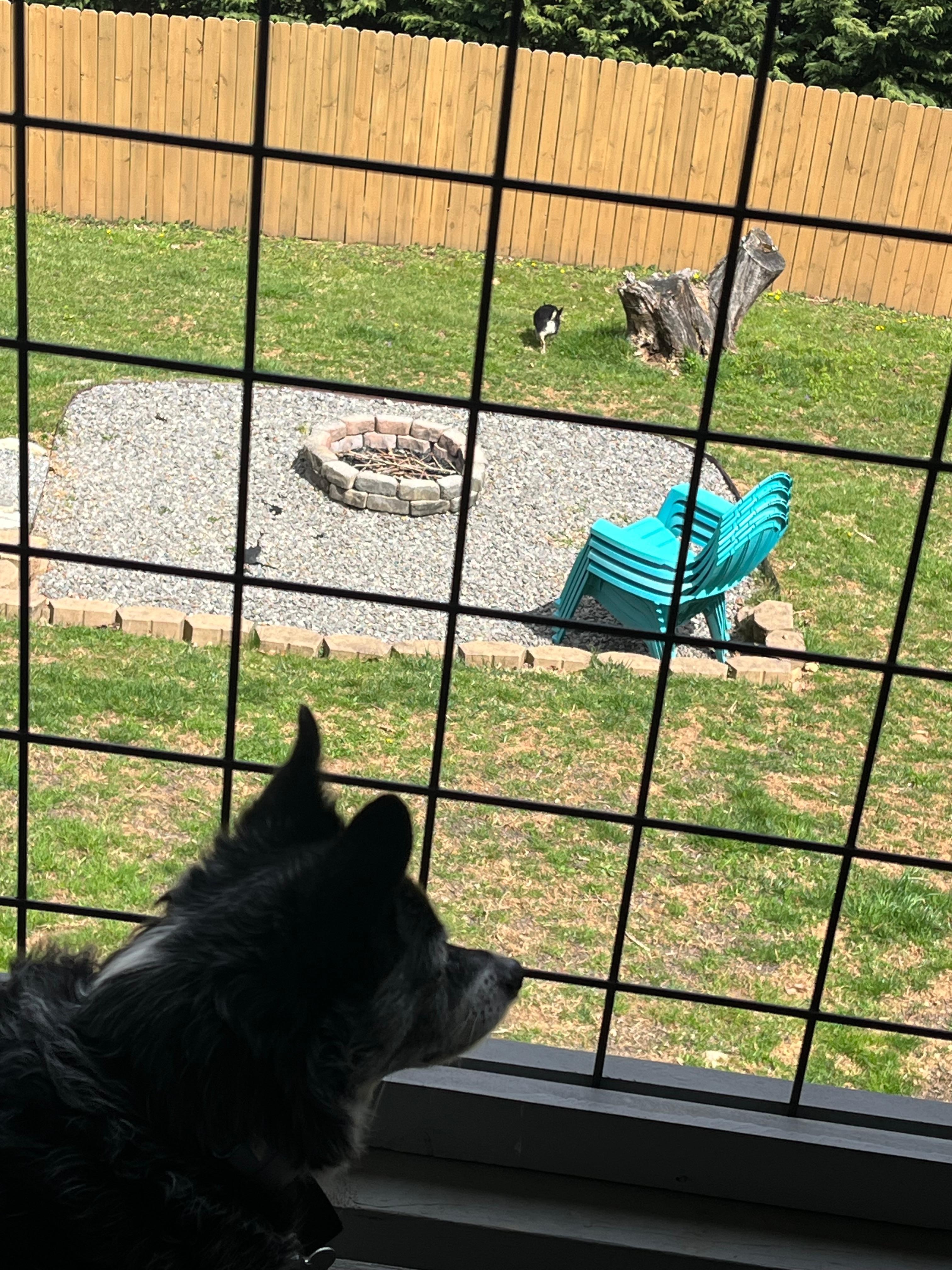 Back yard from the upper porch.