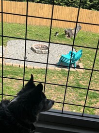 Back yard from the upper porch.