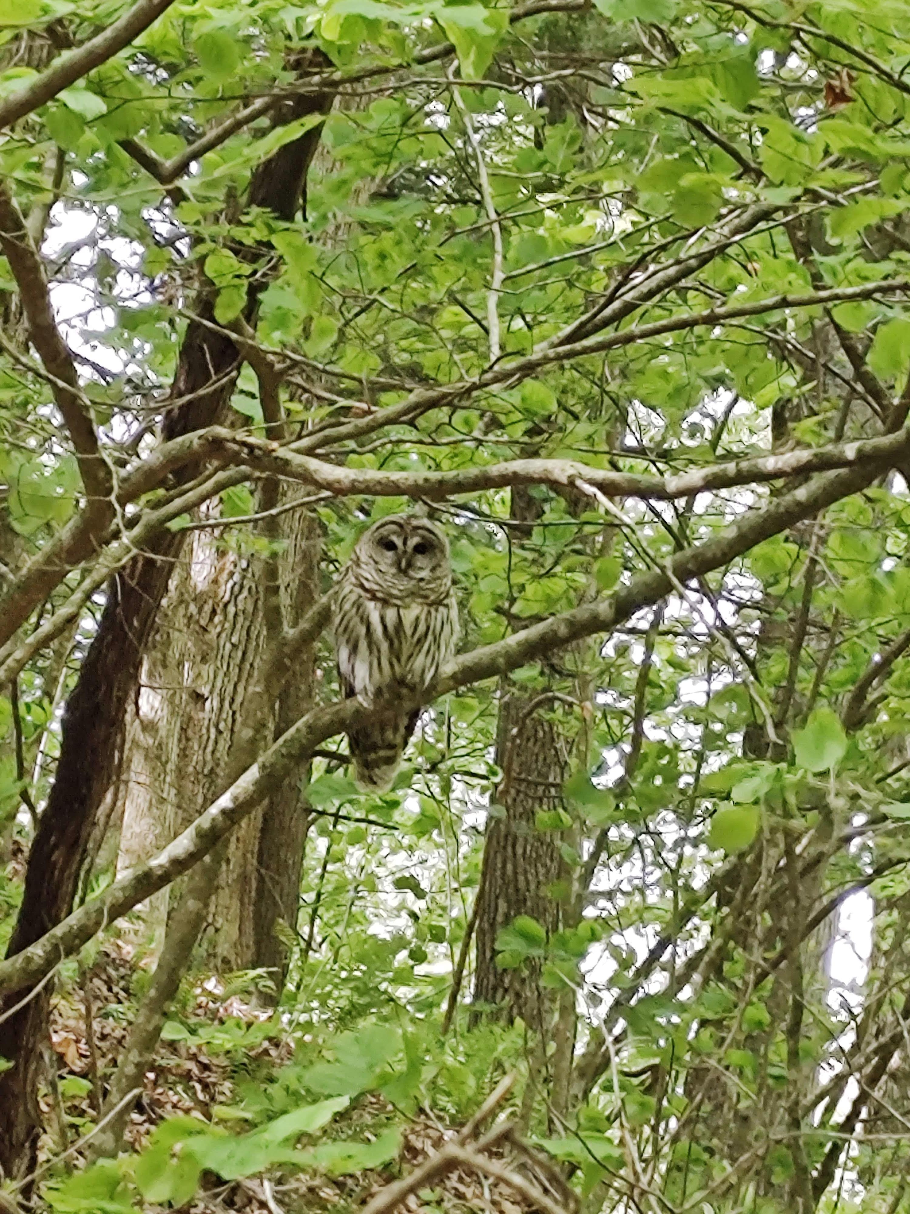 Barred Owl - Hudson Pointe