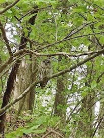 Barred Owl - Hudson Pointe