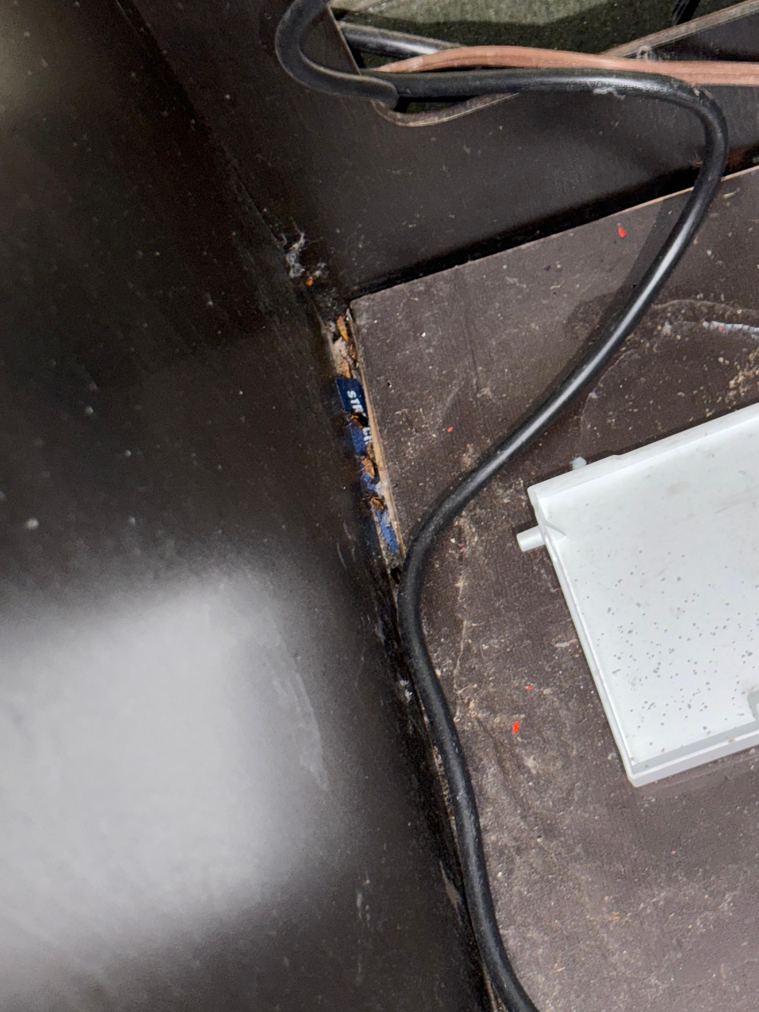 Roaches beside refrigerator 