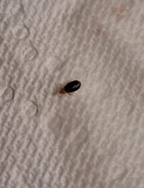 Bedbug on paper towel after removing it from my arm