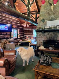 Gorgeous living room with so many cool things to look at