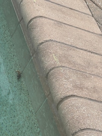 A tiny crab friend taking a swim