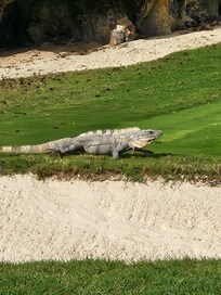Iguanas