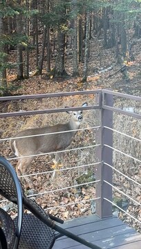 Cozy cabin balcony
Perfect place to sit and soak in the stillness of the woods. Quiet, private, and peaceful.