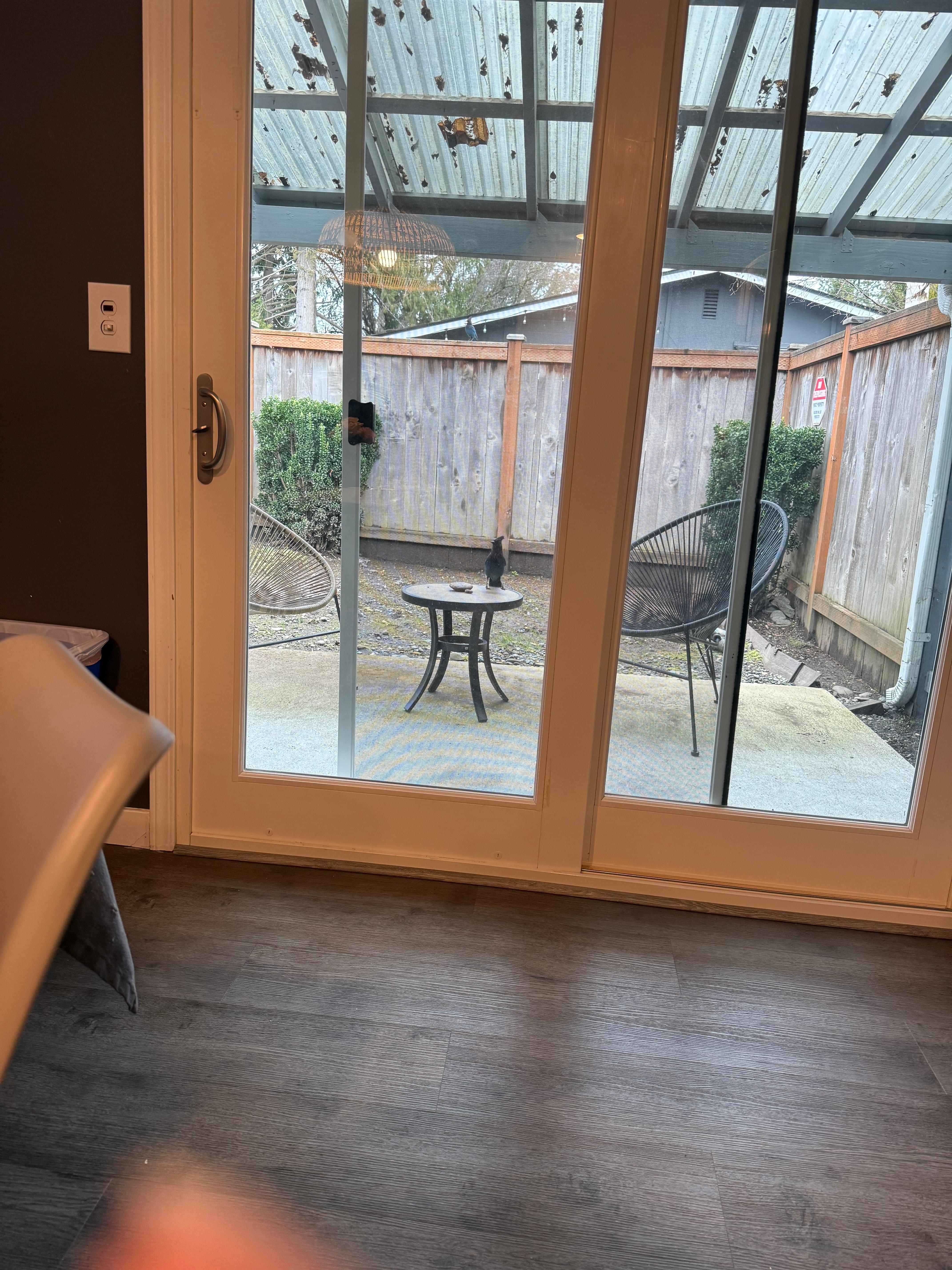 My daily visit from a Stellars Jay 😊