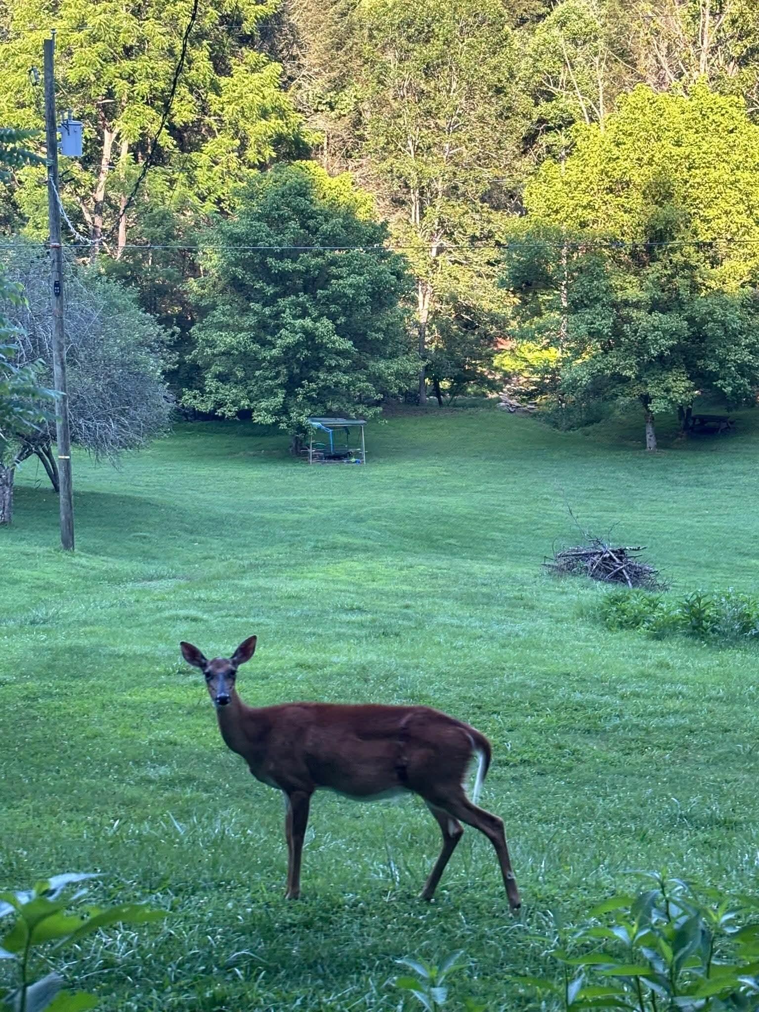 Deer Everywhere 