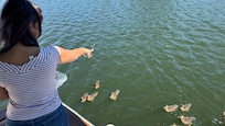 The ducks like their Cheerios breakfast.