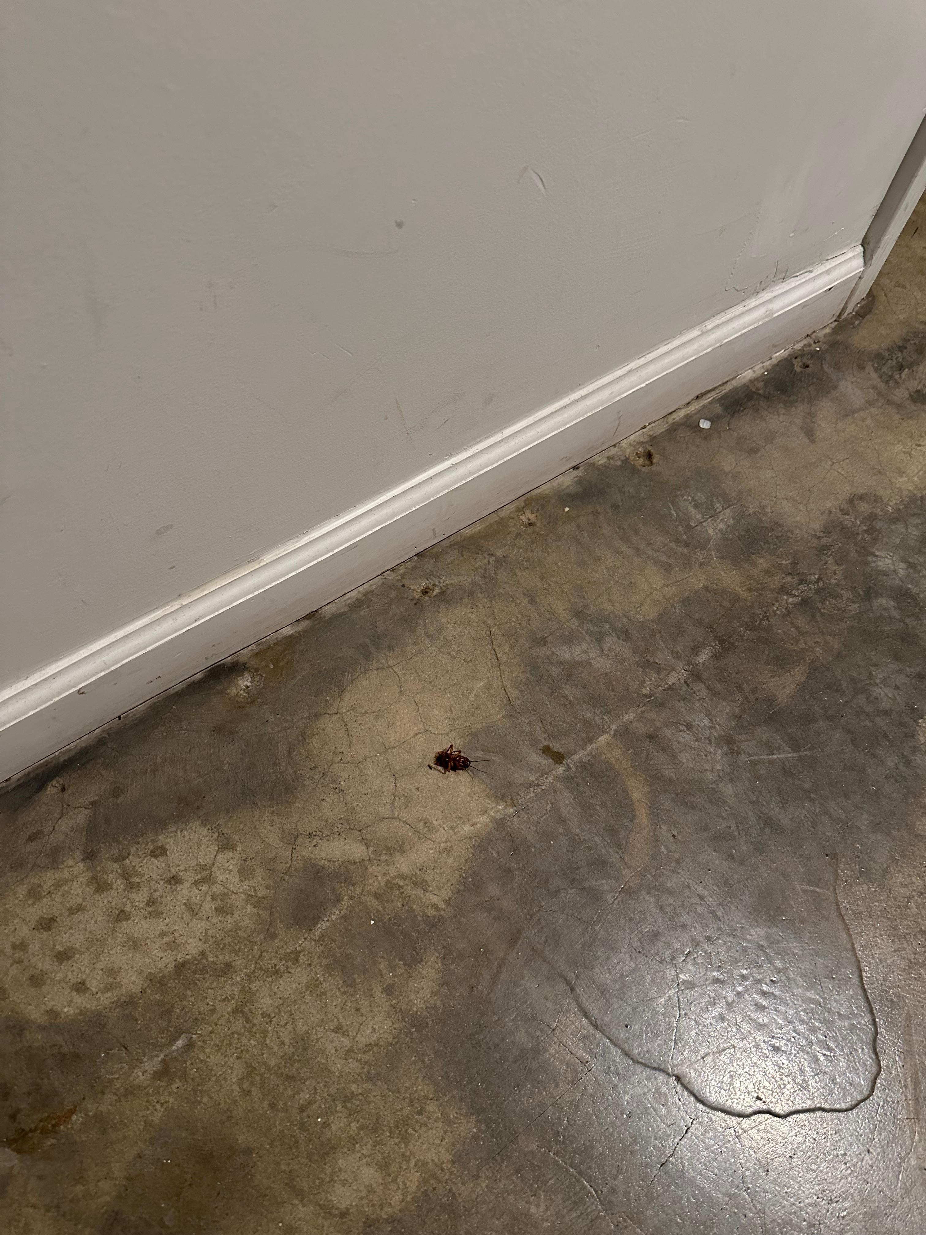 Another roach outside a room