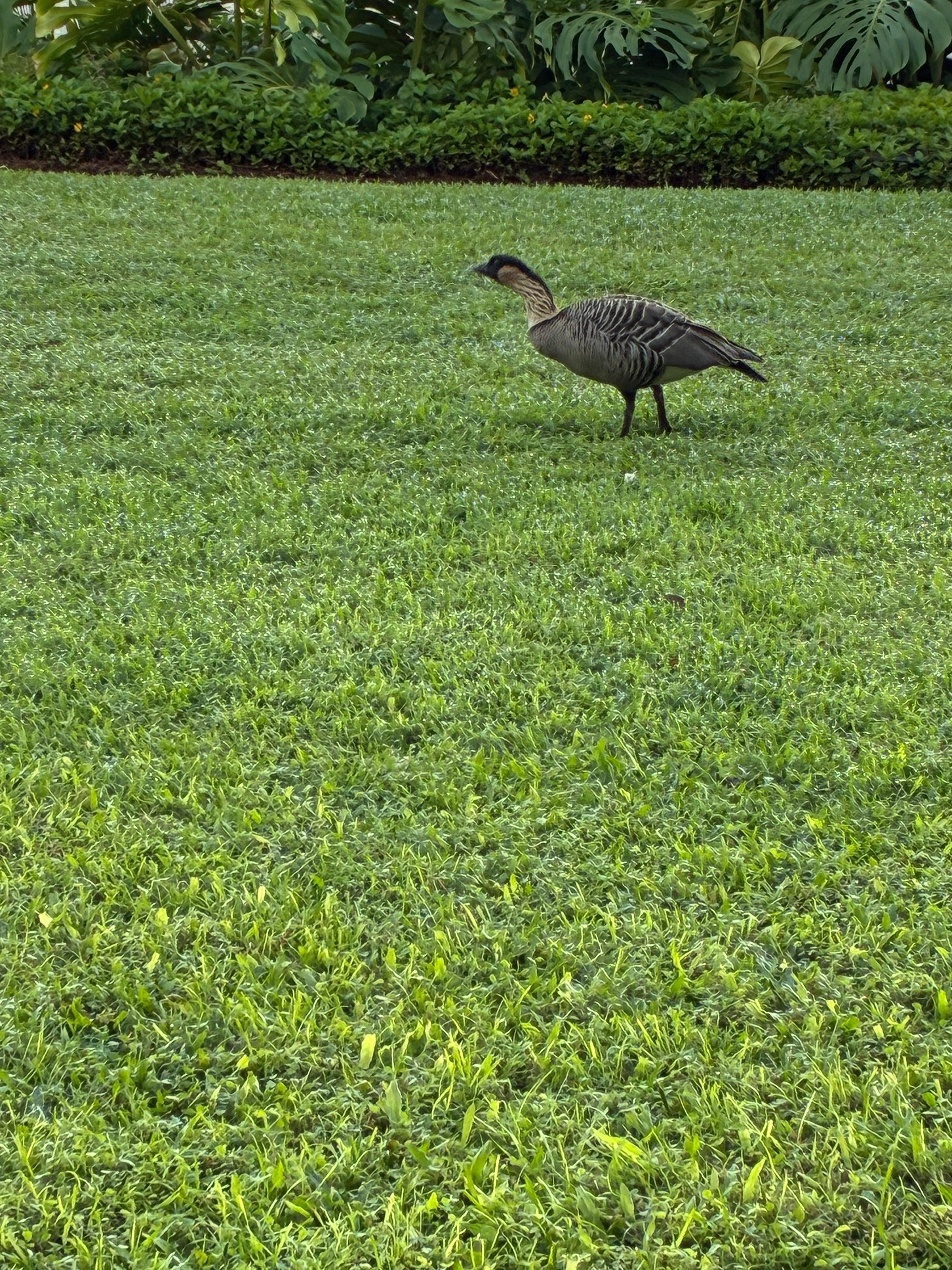 Nene Goose on lawn every day. Protected bird 