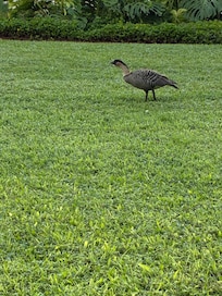 Nene Goose on lawn every day. Protected bird