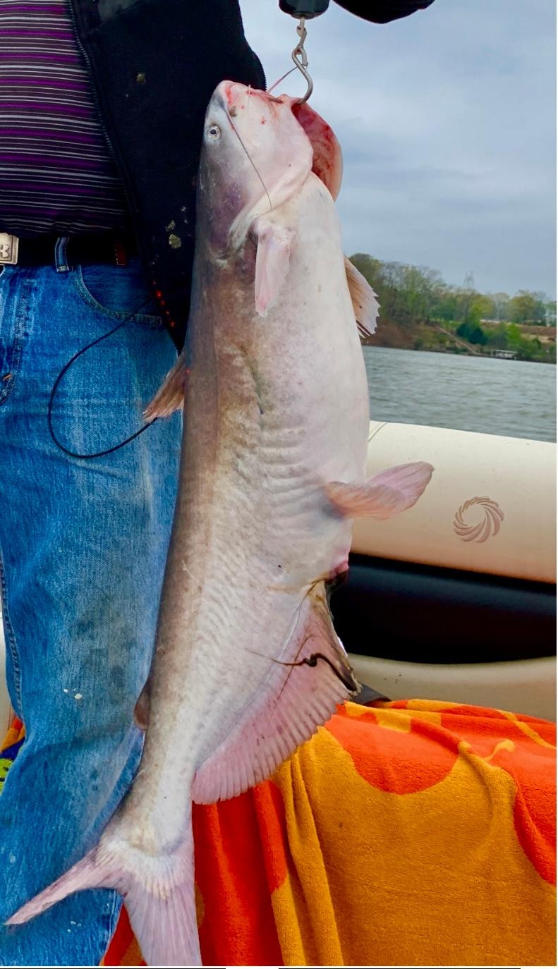 Nice13# catfish we caught. 
