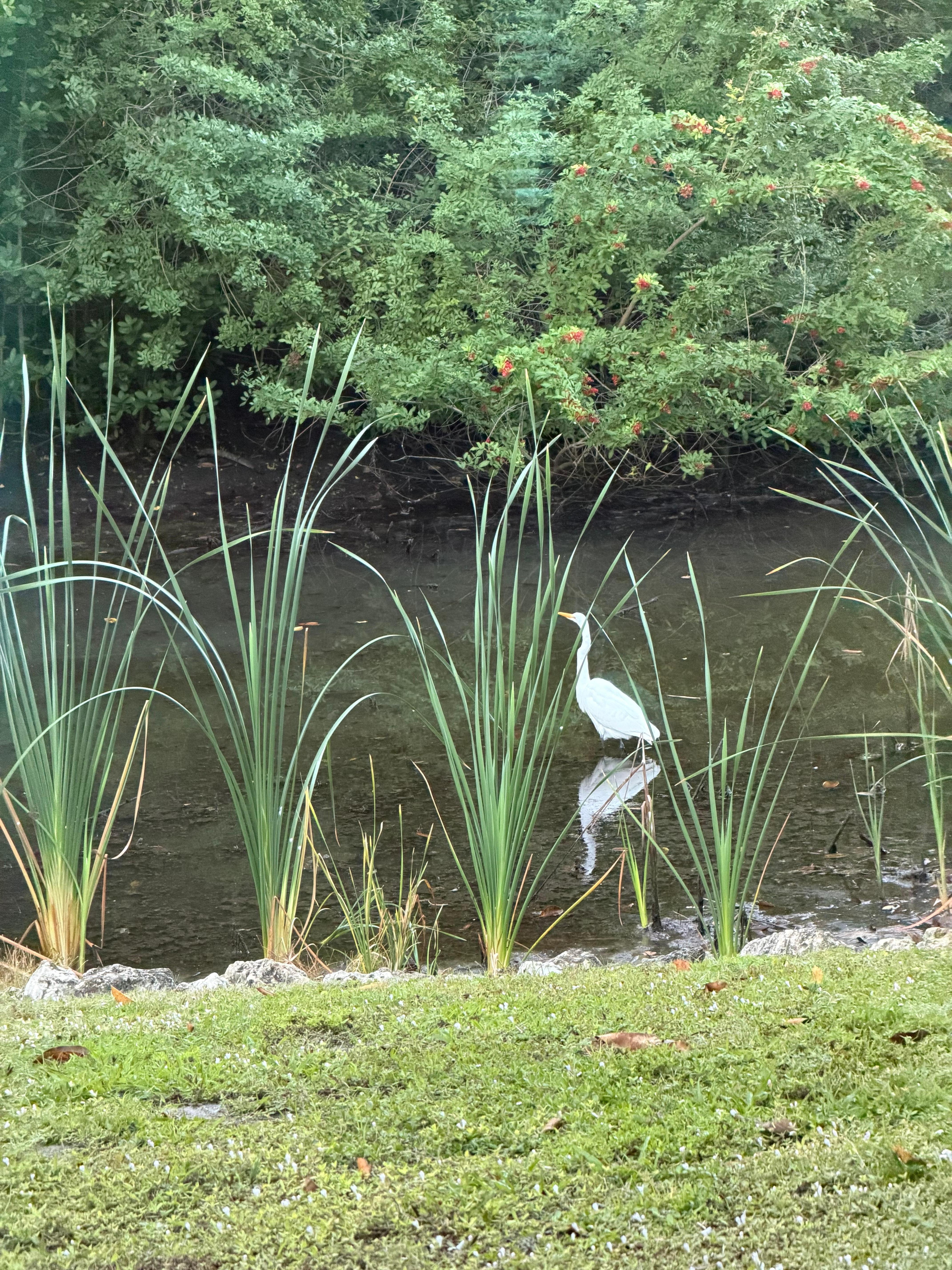 Wildlife in the backyard. 