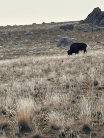 Lone Bison