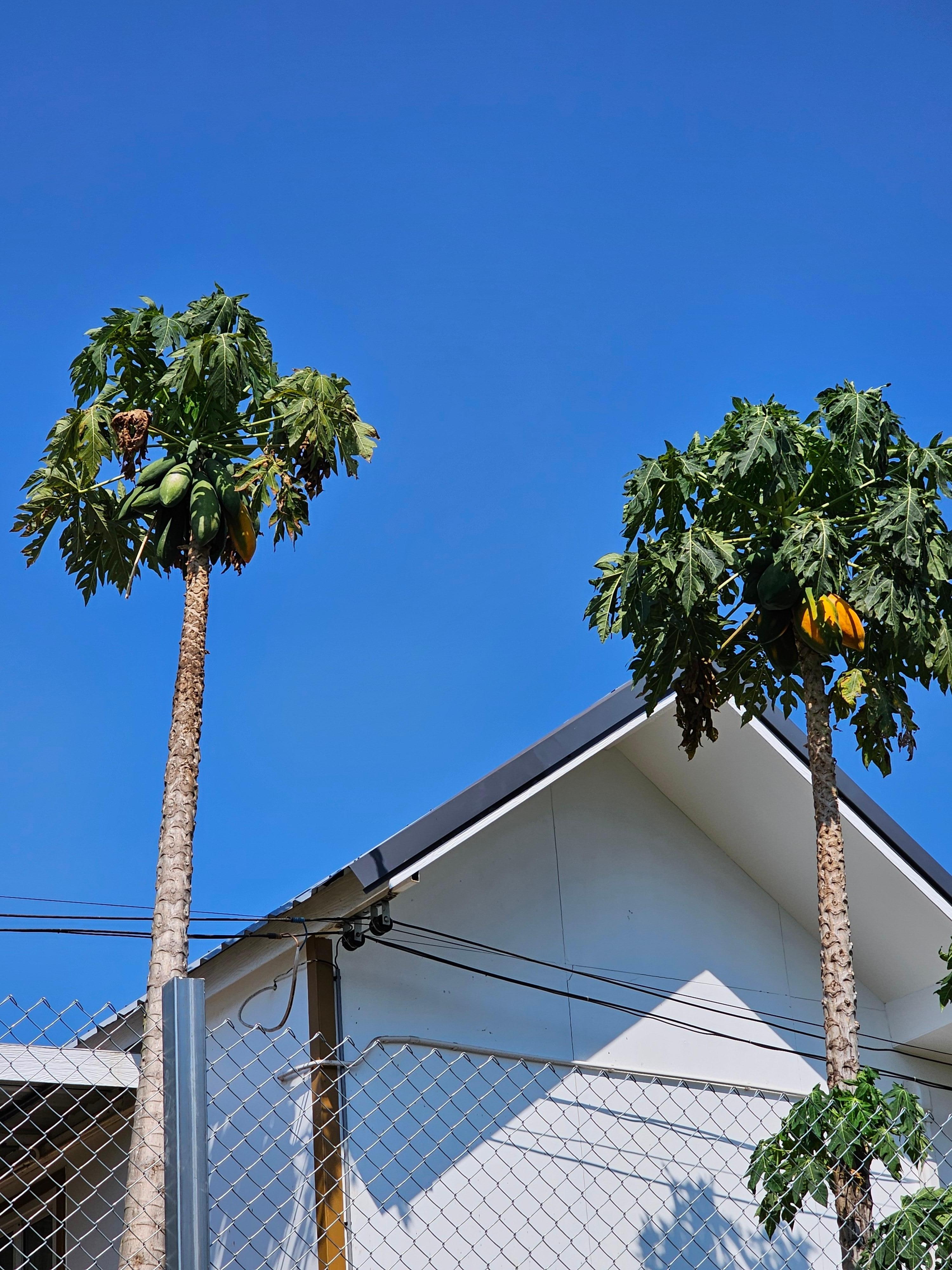 Papaya trees, some of which were prepared for breakfast or snacks for me ❤️