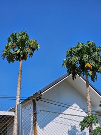 Papaya trees, some of which were prepared for breakfast or snacks for me ❤️