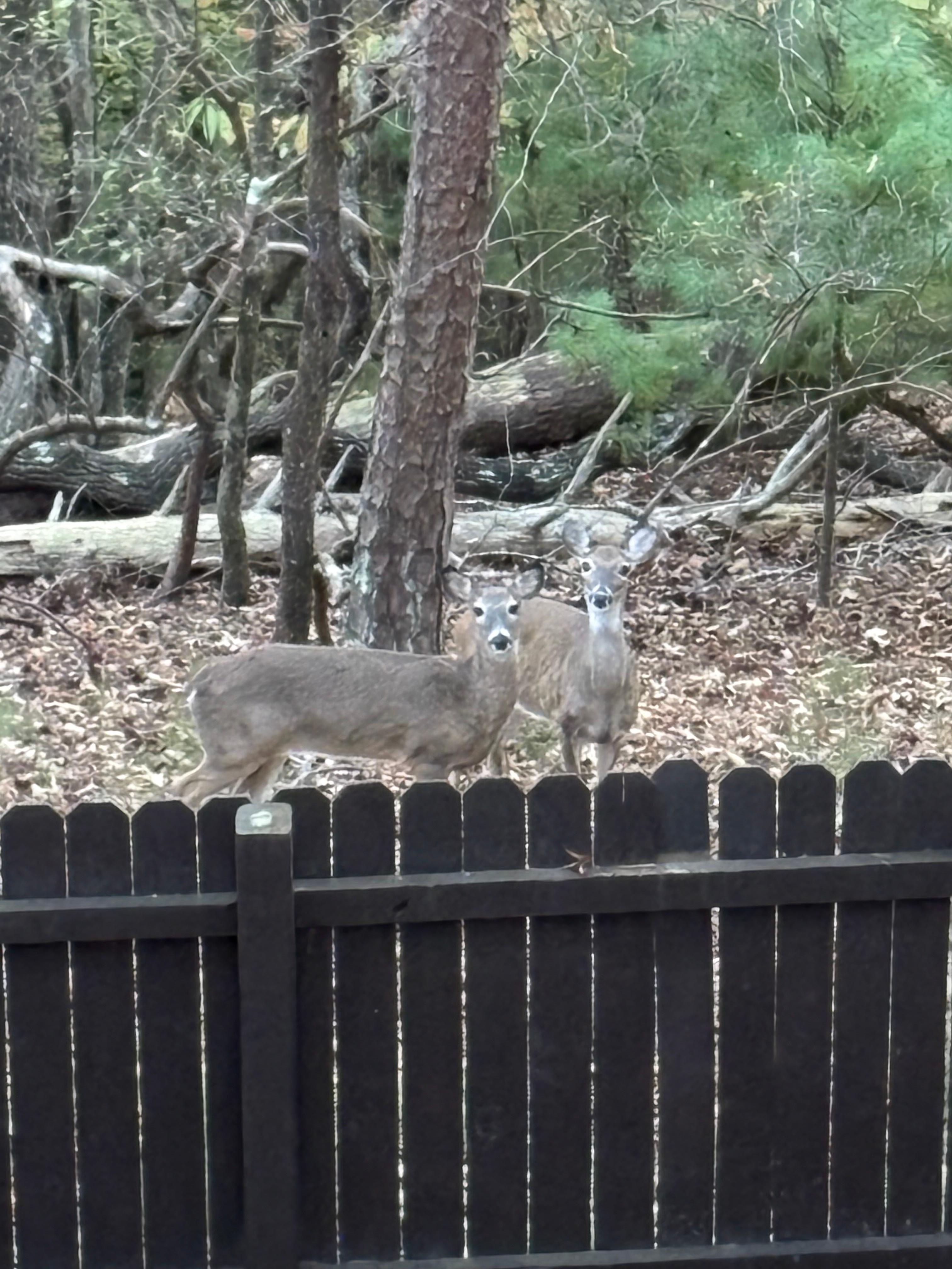 Backyard friends!! 