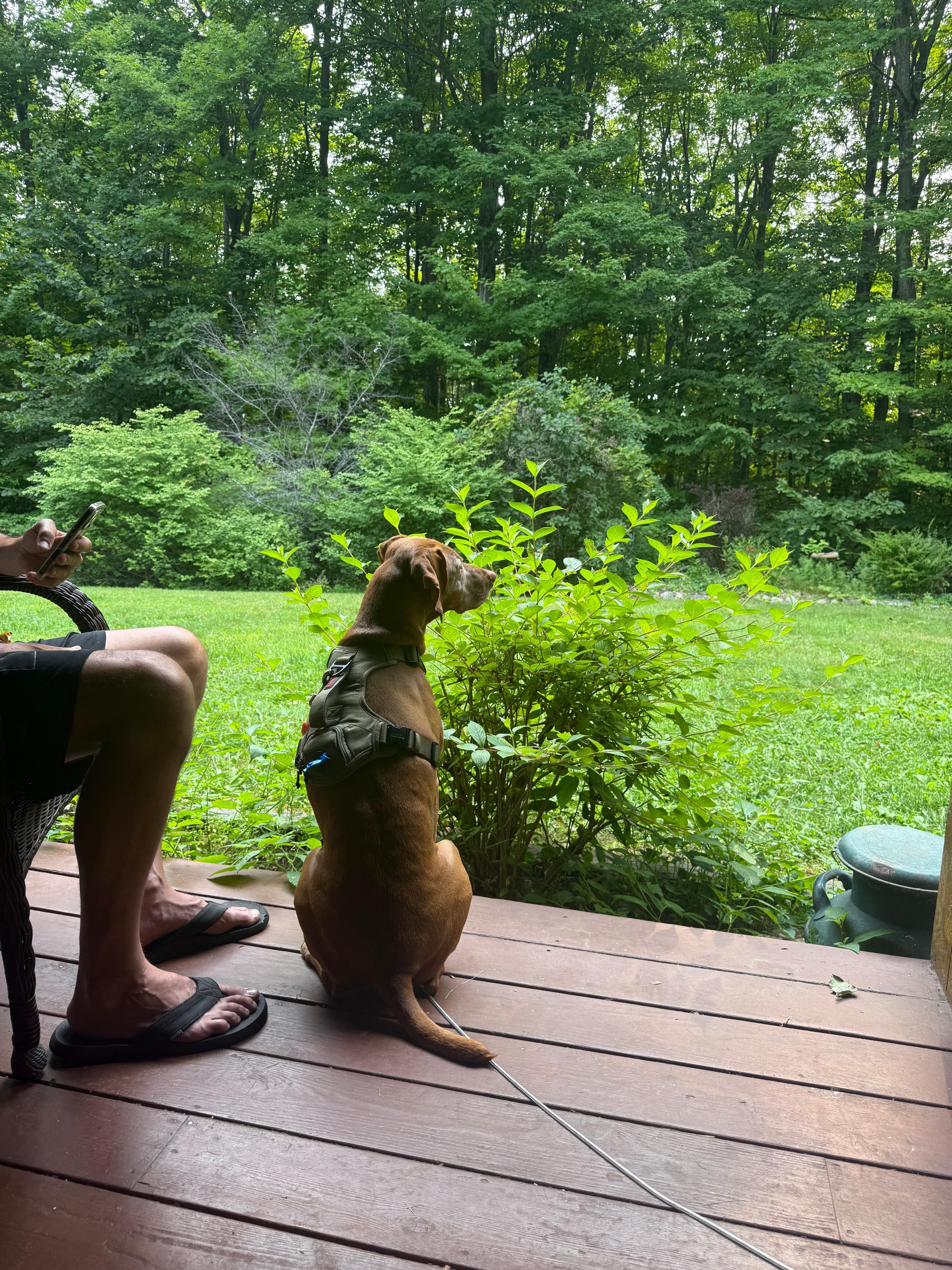 Listening to the birds on the back porch.