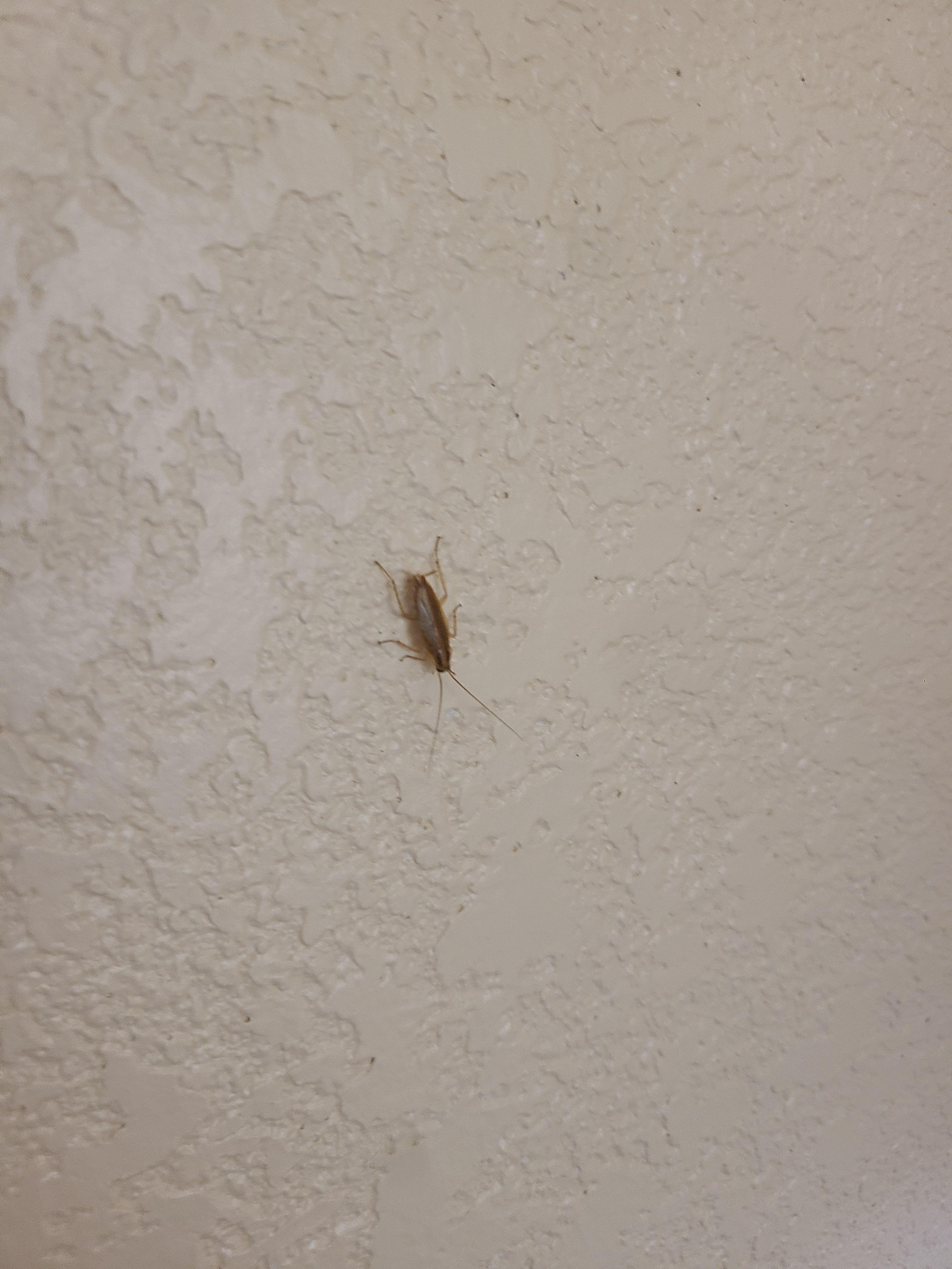 One of many insects observed within the room during the stay.
