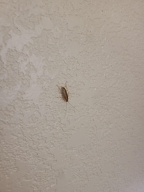 One of many insects observed within the room during the stay.