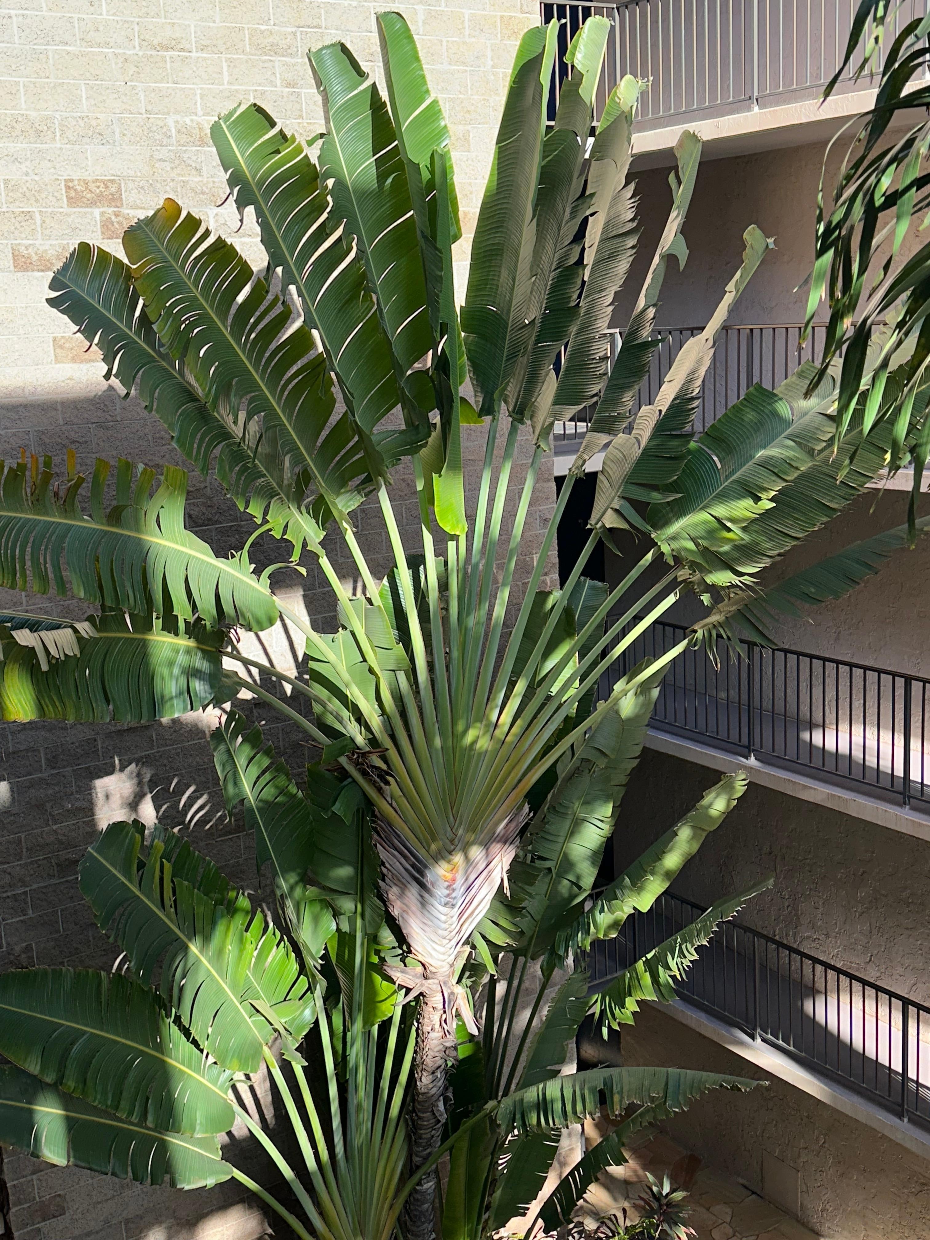 Beautiful palm in the Condo atrium