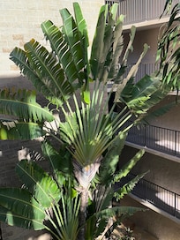 Beautiful palm in the Condo atrium