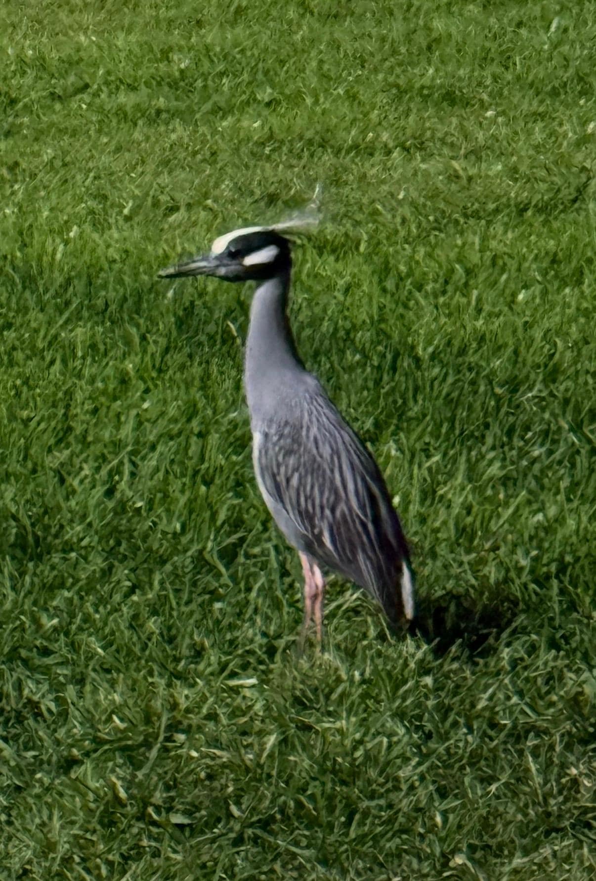 Evening walk around the property.