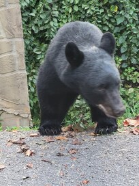 This youngster visited us as we were loading up the car to go home.