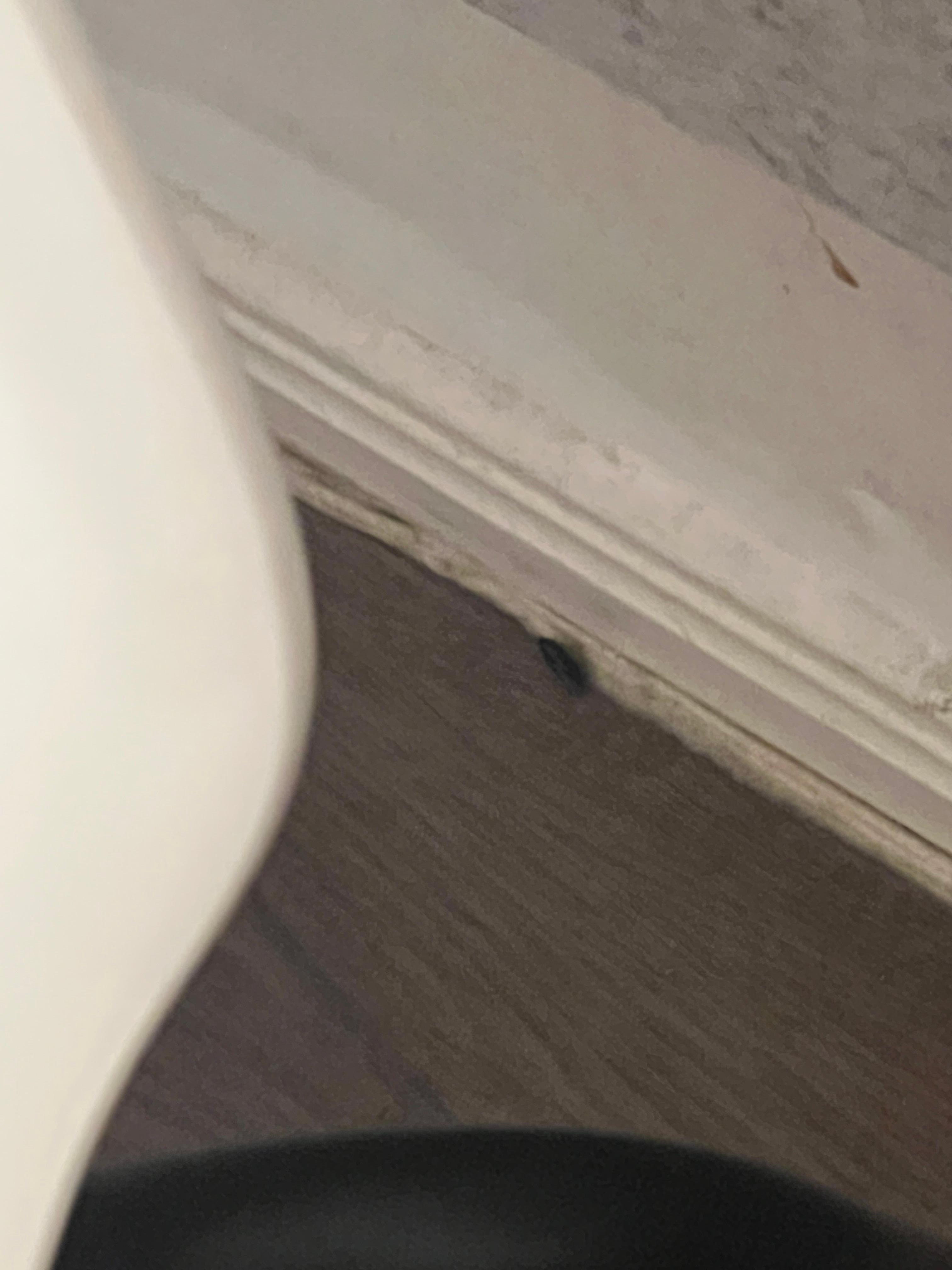 Cockroaches on the room floor 